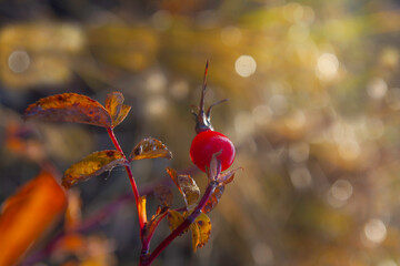 Rosehip berry on a branch with yellowing leaves with flower bokeh in the background
