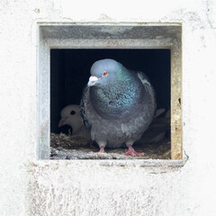 Pair of urban, town-dwelling pigeons in nest, Spring, UK. - 786354655