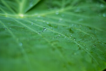 dew on Colocasia gigantea leaves