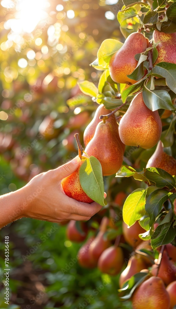 Poster fresh pear held in hand with selection on blurred background, copy space for text