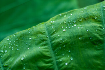 dew on Colocasia gigantea leaves