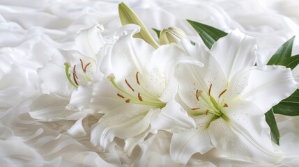 Funeral lily on white background providing generous space for convenient text placement