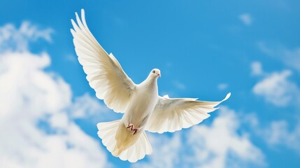 White pigeon with blue sky with white clouds at the background symbolizing peace © Anastasia