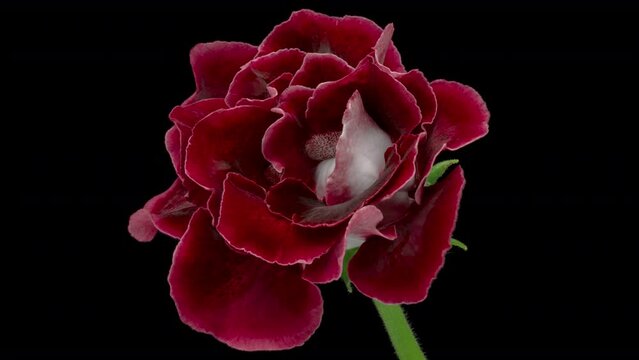 Time lapse of pink Gloxinia flower blooming on a black background.