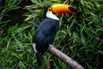 Ramphastos toco (toco toucan)(tucanuçu)