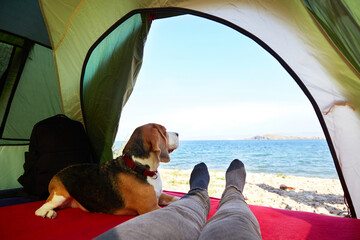 A beagle dog in a tent with its owner. Beautiful view of the seashore. Traveling with a pet.