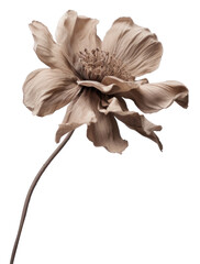 PNG Flower plant petal inflorescence - obrazy, fototapety, plakaty