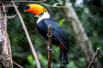 Ramphastos toco (toco toucan)(tucanuçu)
