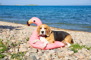 A beagle dog lies on an inflatable swimming flamingo on a pebble beach by the sea.