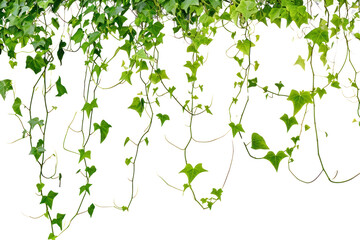 PNG  Hanging vines ivy backgrounds plant leaf - obrazy, fototapety, plakaty