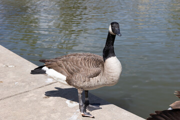 Canadian geese living at tower grove park in st louis mo © sarah