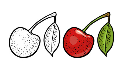Whole cherry berry with leaf. Vector vintage engraving illustration
