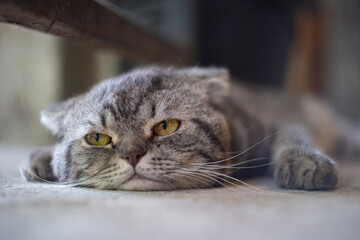 Relaxed cat lying on floor with blurred background. Super senior cat sleeping or napping peaceful sideways. female, long hair tabby cat. Selective focus.