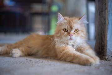 Portrait of ginger cat lying on a floor and looking straight ahead directly into the camera against blurred background. Shallow focus. Copyspace.
