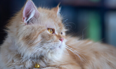 Portrait of ginger cat lying on a floor and looking side veiw against blurred background. Shallow focus. Copyspace.