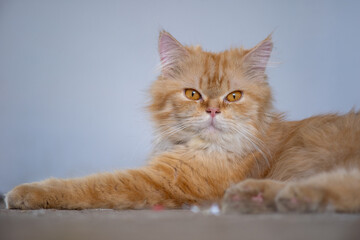 Portrait of ginger cat lying on a floor and looking straight ahead directly into the camera against blurred background. Shallow focus. Copyspace.