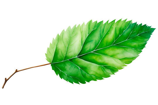  watercolor of a leaves isolated transparent background png 
