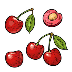 Whole and half cherry berry with leaf. Vector engraving - 786364608