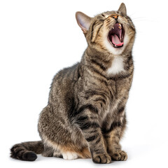 Fototapeta premium Yawning cat