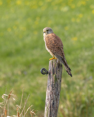 Common kestrel (Falco tinnunculus) is a bird of prey species , male, perched on a pole in the meadow