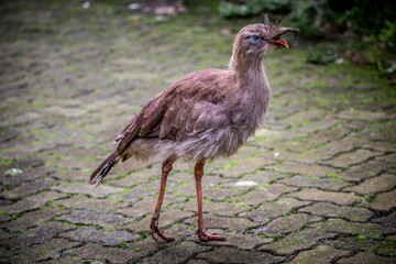 Cariama cristata (red-legged seriema)(seriema)