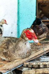 Un canard dans une bassecour à Dakar au Sénégal en Afrique occidentale