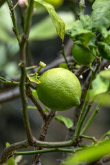 Close up Lime fruit on tree, citrus plant. Citrus aurantiifolia, green lime lemon handing on a bush branch. harvest time. South Africa garden plantation. Natural wallpaper. 