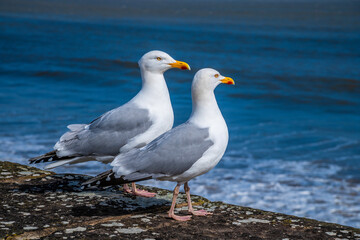 A view of a pair of seagulls on outer harbour wall in Saundersfoot, Wales on a bright spring day