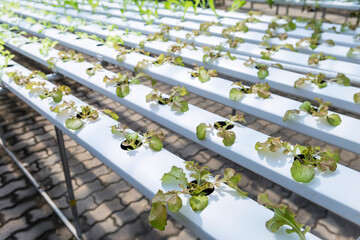 Young lettuce in Hydroponic system rack, organic agriculture industry concept