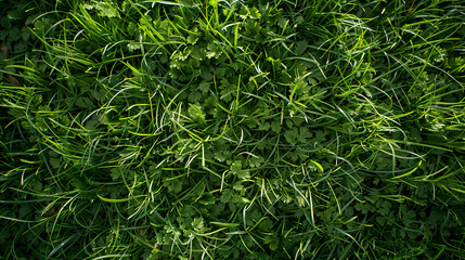 Fresh green grass as background outdoors top view