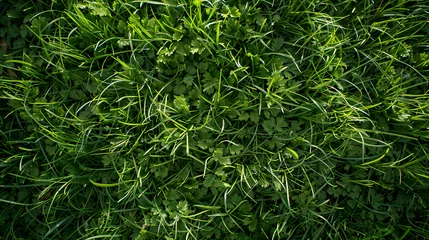 Papier Peint photo autocollant Herbe Fresh green grass as background outdoors top view