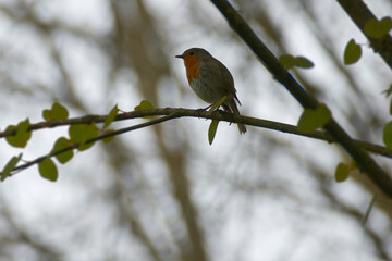 European robin (Erithacus rubecula) sitting on a tree branch in Zurich, Switzerland