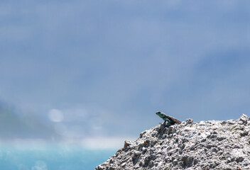 Small cute animal lizard in wildlife on rock in lower right corner of frame looks into the distance. Summer nature animal wallpaper. Blue color background. Copy space. Summer South Africa