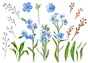 Forget-me-not set. Leaves, twigs, stems and flowers.