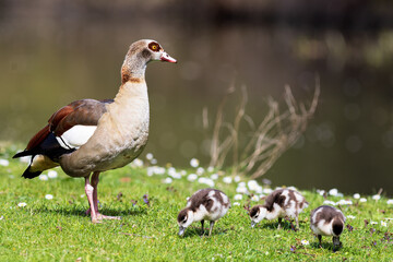 Nilgans (Alopochen aegyptiaca) mit Jungen auf Wiese an Fluss im Frühling