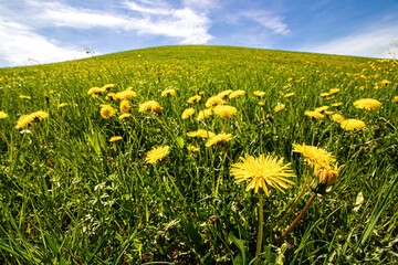 Bergwiese mit Löwenzahn im Frühling