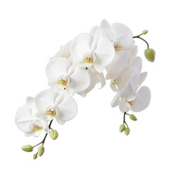 Naklejka na ściany i meble beautiful flower arrangement of white orchid SVG isolated on transparent background