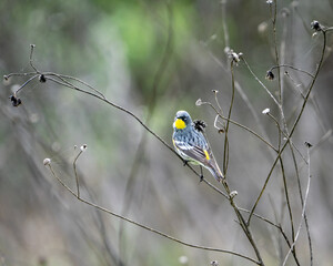 An Audobon's (yellow-jumped) warbler perched on weeds.