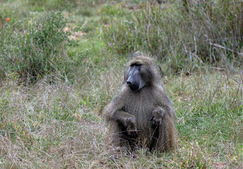 Safari in savannah. Chacma baboon in Kruger National Park, South Africa. One fluffy monkey sits in grass. Animals natural habitat, wildlife, wild nature background
