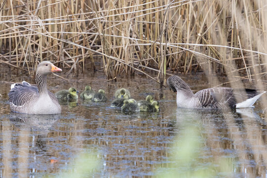 A pair of Greylag Geese (Anser anser) on the water with their goslings at a reedbed habitat - Yorkshire, UK in April, Springtime