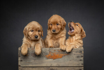 Three adorable Golden Retriever puppies in an antique wooden crate one yawing