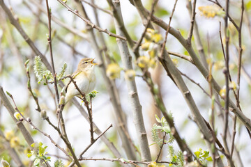 A Willow Warbler (Phylloscopus trochilus) perched in a tree with beak wide open, singing - Yorkshire, UK in April, Spring