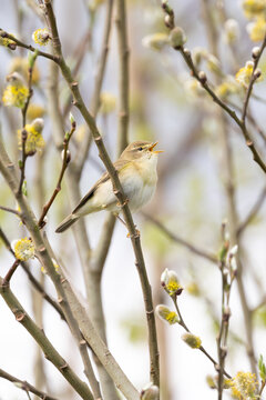 A Willow Warbler (Phylloscopus trochilus) perched in a tree with beak wide open, singing - Yorkshire, UK in April, Spring
