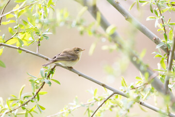 A Willow Warbler (Phylloscopus trochilus) perched in a tree - Yorkshire, UK in April, Spring