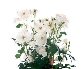 white rose bush - 786379661