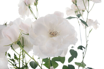 white rose bush - 786379675