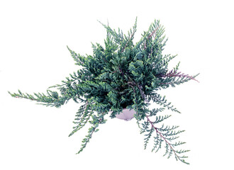 Juniperus horizontalis in studio