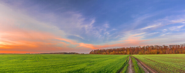 Beautiful panorama of sunset over a green field of young shoots of agricultural crops - obrazy, fototapety, plakaty