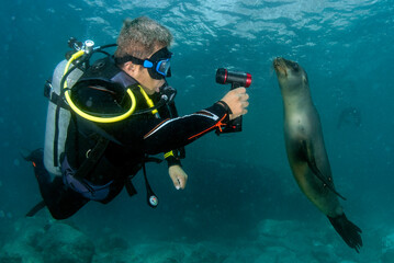 Scuba diver photographing a california sea lion underwater while diving