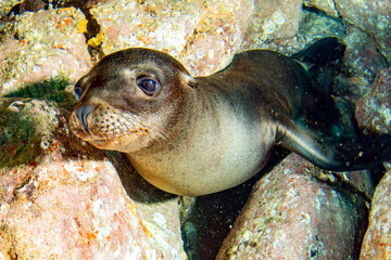 Close up portrait of a california sea lion underwater while diving Galapagos